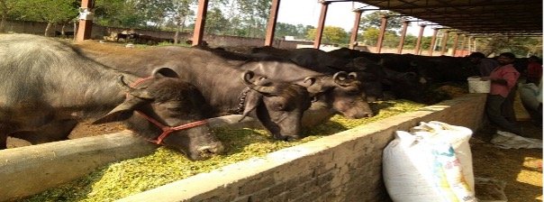 Pashudhan Samridhi & Dairy Rin Yojana 2026